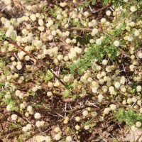 Vachellia planifrons (Wight & Arn.) Ragup., Seigler, Ebinger & Maslin